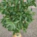 Mini čerešňa stĺpovitá (Prunus avium) ´CERASELLA´ - výška 120-140 cm, obvod kmeňa 8/10 cm, kont. C10L